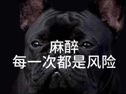 麻醉风险这个事情,每一次都是风险 #萌宠 #宠物 #猫咪 #狗狗 #日常vlog