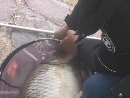 涉县龙湖出巨物了