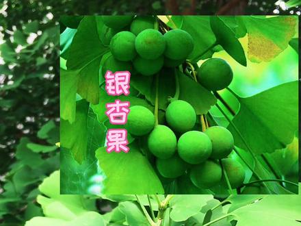 第六集| 儿童自然百科——银杏 我国的国树是什么树,小朋友们你们知道吗?#绿意盎然 @DOU+小助手