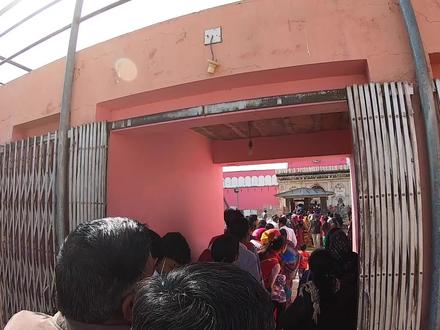 亲身探访印度鼠庙:庙里供奉着两万只老鼠,从人们脚上爬来爬去