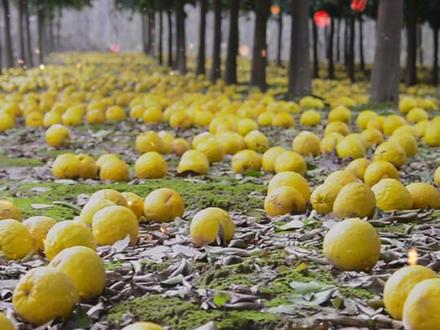 #逛吃丹阳 一地金黄,丹阳再添一网红打卡地@抖音小助手 #本地美好推荐官 #江苏美好推荐官