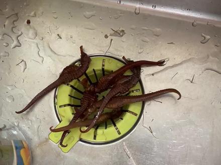 泡了5年的海马酒,今天发现是塑料的🤣🤣🤣🤣