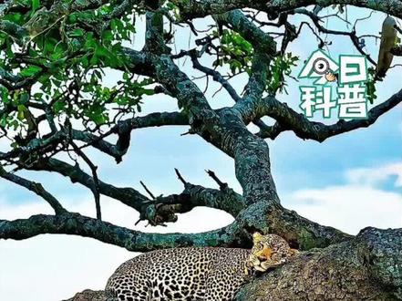 花豹捕猎一条岩莽#自然界的生存法则 #动物世界的战斗 #动物世界