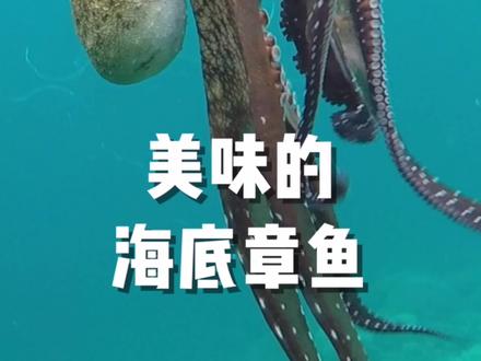 都知道章鱼好吃,可是你知道章鱼要怎么钓吗?@Mustad慕斯达中国官方号