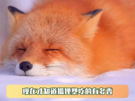 现在才知道狐狸塑吃的有多香 #动物世界纪录片 #动物 #狐狸 #狐狸塑 #鹅滴神片