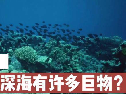 为什么深海有许多巨物? #海洋生物 #海底世界 #知识分享 #知识创作人 #知识 #知识先锋计划 #萌知计划抖音青少年 #星河知识计划