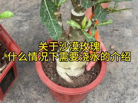 #沙漠玫瑰养护小常识 什么时候需要浇水