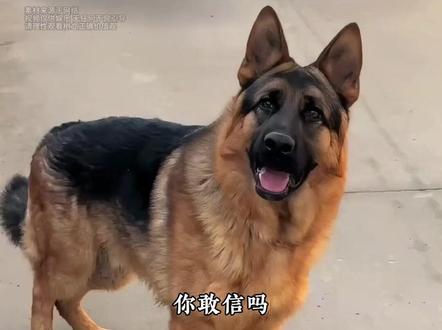 警犬深夜私会母狼欠下风流债,结果母狼带着崽找上了门#警犬 #德牧 #离谱 #万万没想到