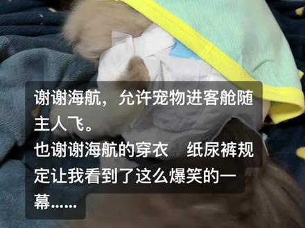 海南航空,谢谢你!#凶猛动物 #恶犬 #猫猫我啊脑瓜子嗡嗡的
