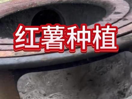 一把草木灰,一片土霉素,红薯高产拦不住 #红薯 #红薯高产 #红薯种植 #红薯种植技术 #农业种植