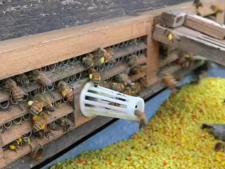 皮肤暗淡无光,斑斑点点?每天喝一杯蜂花粉吧!皮肤光泽透亮,肚子还顺畅了#蜂花粉 #女士 #皮肤