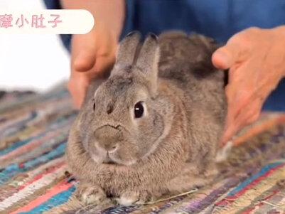兔兔篇第四十八集:兔兔会放屁吗?#家有萌宠 #萌宠 #兔兔🐰 #宠物兔子 #兔 #兔子