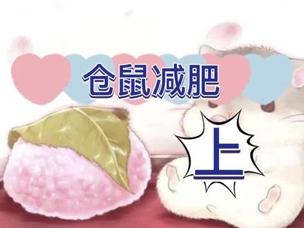 仓鼠标准体重以及减肥#仓鼠