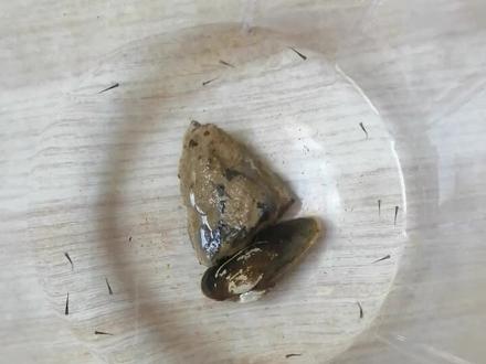 5月16日,孩子从水库捡回来一个河蚌,一个星期后生出一群小鱼苗,太神奇了,敬畏大自然,敬畏生命,敬畏天地万物!
