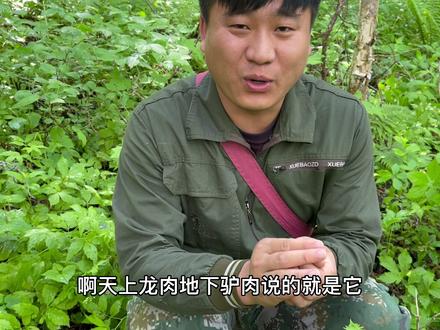 天上的龙肉说的就是这种动物,我们叫飞龙,也叫树鸡,因为肉质鲜美,被吃成了二级保护动物!#农村生活