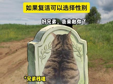 如果复活可以选择性别... #猫meme #搞笑 #兄弟