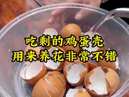 都知道鸡蛋壳能养花,今天分享一下我的用法,不会生虫发臭还能使植物吸收#废物利用 #养花 #爱生活爱养花 @抖音小助手