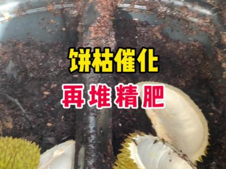 榴莲壳堆肥好还是做汤好?碧桶堆肥,饼枯催化,效果真棒!#堆肥 #种菜 #花卉绿植 #榴莲 #碧奥兰堆肥箱 @碧奥兰园艺店