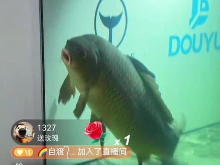 看到阿宇,就激动的靠近,看到阿哲,🙄一边后退🤣🤣🤣#刀疤鲤 #暖心阿哲 庆祝刀哥安全转移成功,适应了新环境。