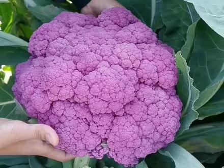 紫色营养花菜🥦比普通花菜营养价值提高3倍 好吃好看#抖音助农 @DOU+小助手 @抖音小助手
