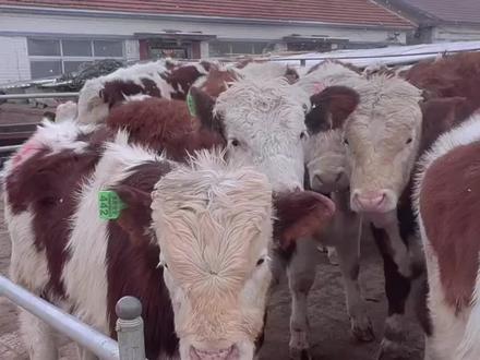 分享养殖技术,发展养殖事业。#胡一豪讲牛羊 #养牛 #养牛技术