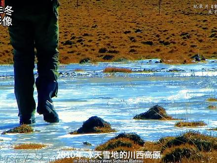 因为爱你,所以更希望你自由...重返狼群纪录片(完整版) #重返狼群 #李微漪 #狼王 #野生动物 #狼