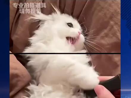 主人用弹簧刀逗弄小猫,这一声叫直接给人整迷糊了。