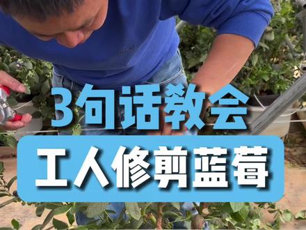 3句话教会工人修剪蓝莓!#蓝莓种植#蓝莓修剪#修剪技术#蓝莓基地#农业技术