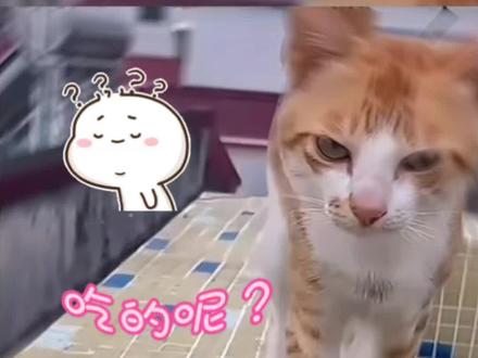 小猫为了口吃的能有多拼#喵星人来袭请注意 #猫咪跑酷 #猫猫