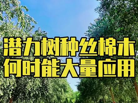丝棉木景观效果佳,移栽成活率极高,又是北方乡土树种,为什么设计用的不多?#丝棉木#大新园林#精品苗木 #绿化工程