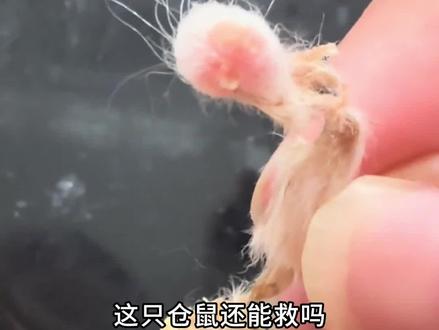 越狱后的仓鼠死法超乎你的想象(修改版)#仓鼠日常 #仓鼠越狱 #金丝熊