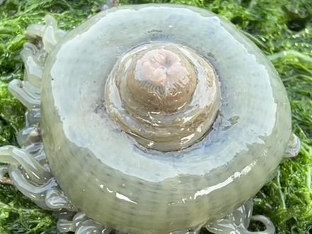 随着潮水挖到开花的大海葵 #新农人计划2024