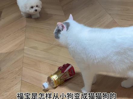 很多人好奇小狗是怎样变成猫猫狗的?#猫狗双全 #萌宠出道计划 #比熊 #猫和狗的故事 #抖in萌宠计划