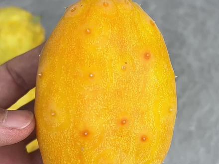 一年前我扣出火参果的籽种进盆里,没想到真的结果了。遗憾的是……#种火参果 #盆栽种植 #种水果 #种植的乐趣 #火参果