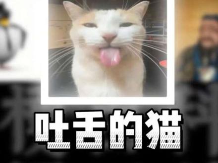 吐舌小猫的来源大揭秘#搞笑 #哈基米 #表情包 #梗百科