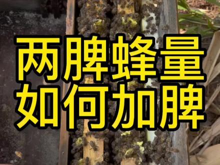 中蜂两脾蜂量怎么加脾?#蜜蜂 #中蜂养殖 #三农 #养蜂人#抖音助农