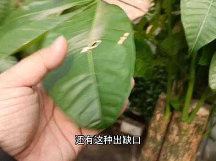 发财树叶子出问题,干尖,黄斑,破损,耷拉是什么原因,怎么处理,怎么修剪#养花#发财树