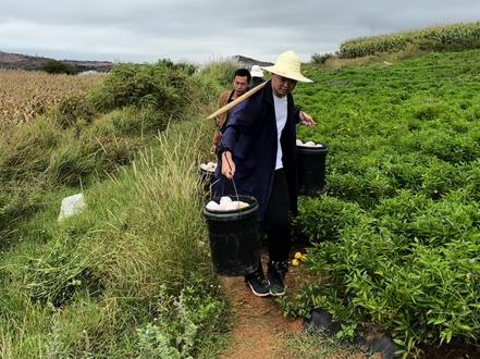 第一次见人参果长啥样