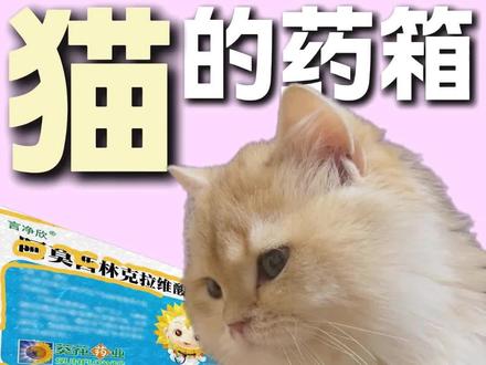 如果小猫的药箱里只放两种药 #养猫人 #科学养宠攻略 #新手养猫 #宠物医生 #兽医
