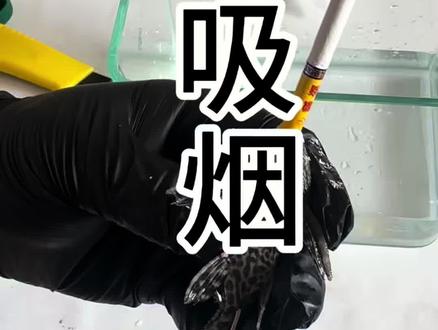 这要给它抽上瘾了还了得了?#清道夫 #清道夫奇葩试验 #入侵物种 #趣味实验