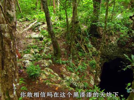 奥斯汀为了找到塔普坎响尾蛇,进入了危机四伏的天坑#蛇 #原创作品 #纪录片解说