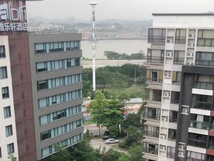卵孵化了,度娘说是荔枝椿象,该怎么处理这些东西……