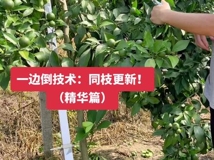 柑橘一边倒技术!(同枝更新)
#对话柑橘 #三农