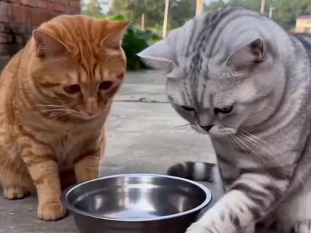 哈哈哈哈哈哈哈哈哈#Ai #动物搞笑视频 #这猫有点子技术在身上 #这样的猫猫你们见过吗 #动物萌时刻