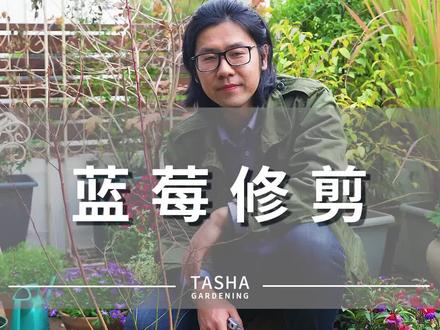 冬天蓝莓这样修剪,春天才会结好果~#抖知加油站 #新技能速成 @抖音小助手