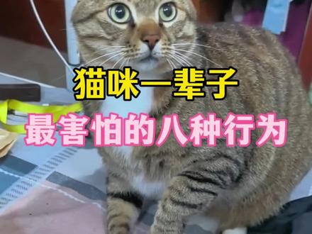 猫咪一辈子最害怕的八种行为,你都知道吗?
#猫#猫咪#新手养猫#养猫人#养猫经验分享
