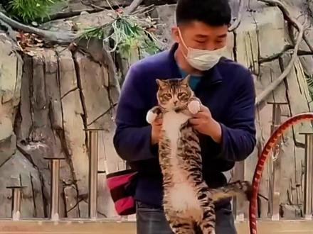 爱表演,爱上班的猫! #皮皮 #猫星人 #狸花猫 #动物的迷惑行为