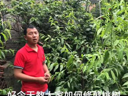 #桃树管理 正确修剪桃枝#桃树修剪