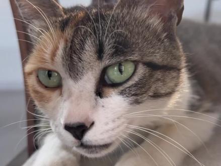 友谊的小船,说翻就翻。#猫咪 #乐肯猫粮