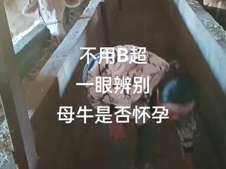 不用B超一眼辨别母牛是否怀孕#科学养殖#农村养牛@沉默🐮🐮🐮 @